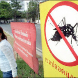 Dengue Fever In Thailand