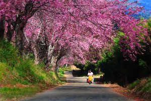 Awesome Photoâ€™s Of Thailand | Living Thai